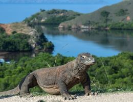 Komodo dragon