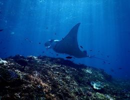 Manta ray snorkeling